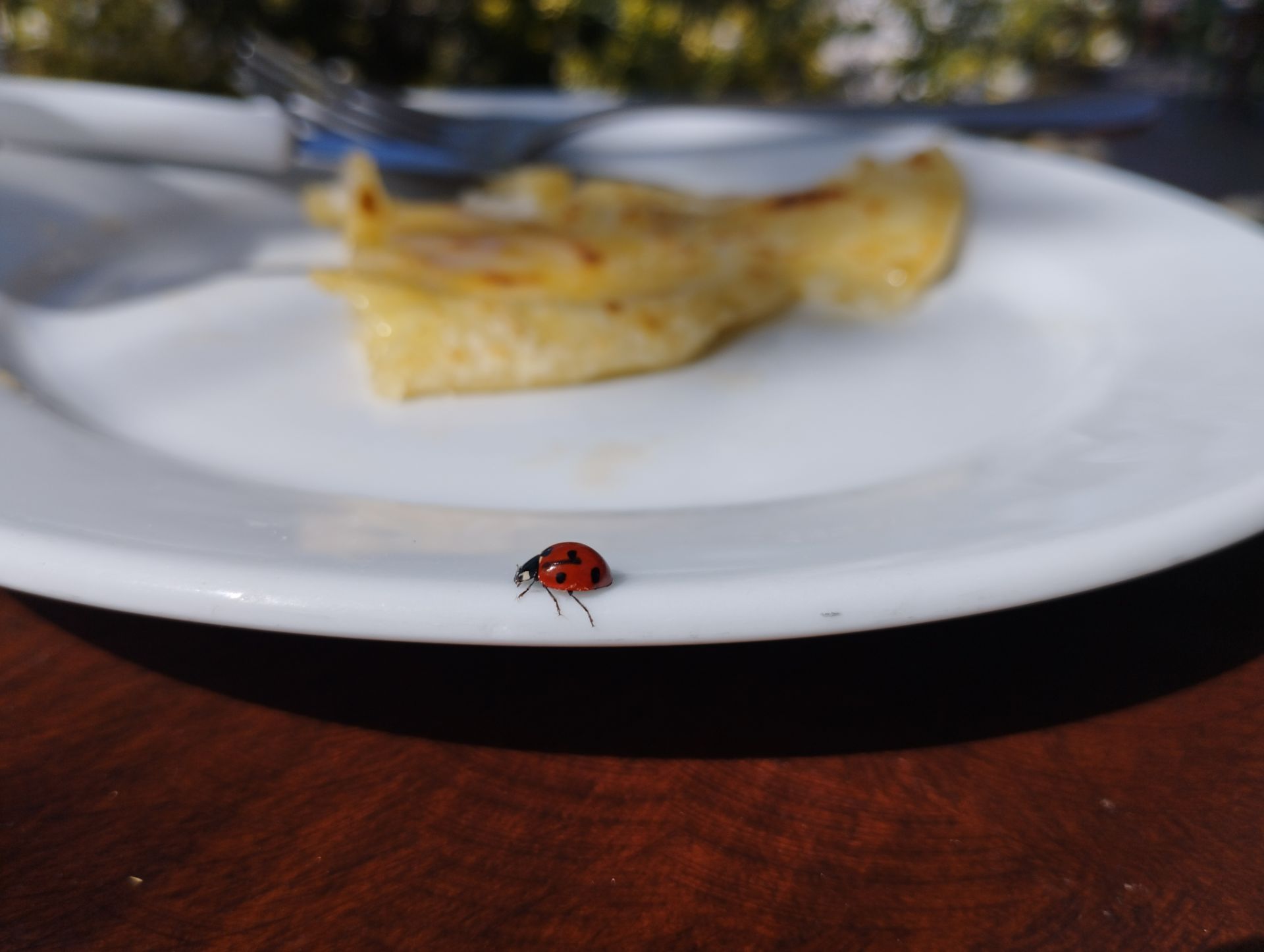 ladybird and Sfakian pie Anopolis